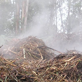 Biogas