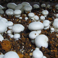 Compost para setas
